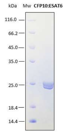 SDS-PAGE analysis (15%) of 2 μL of recombinant CFP10:ESAT6. Purity is approx. 95% as determined by gel electrophoresis. The band which appears just below, corresponds to an in vivo N-terminus or C-terminus degradation product of this same protein, as it is showed in a western blot performed with a his-tag monoclonal antibody.